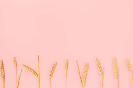 Border frame made of wheat spikelets on a pink pastel background. Harvest concept.の写真素材