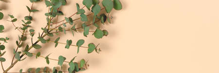 Eucalyptus branches on a beige background. Copy space.