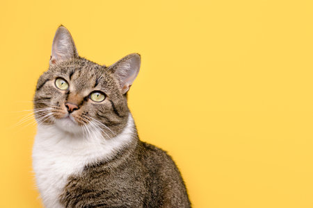 Portrait of gray shorthair domestic tabby cat in front of yellow background.の写真素材