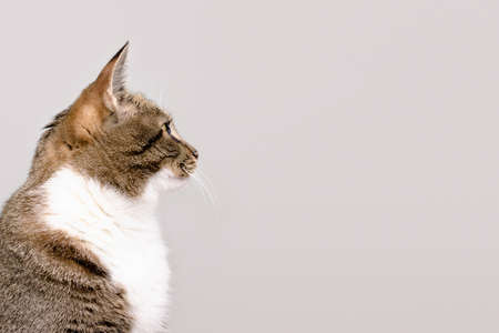 Portrait of tabby cat looking away in front of gray background.