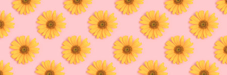 Banner with repetitive pattern made of arnica flowers on a pink background. Springtime creative composition.の写真素材
