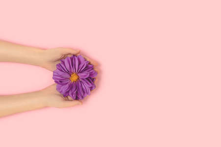 Woman hands hold dahlia flower head on a pink pastel background. Sensual minimalistic concept with copyspace.の写真素材