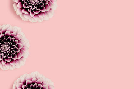 Frame made of dahlia flowers on a pink pastel background. Springtime composition with copyspace.の写真素材