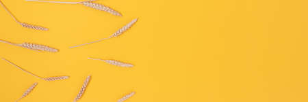 Border frame made of wheat spikelets pattern on a yellow background. Top view of dried plants.