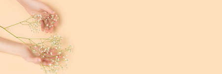 Banner with female hands hold gypsophila flower on a beige background. Delicate composition with copyspace.の写真素材