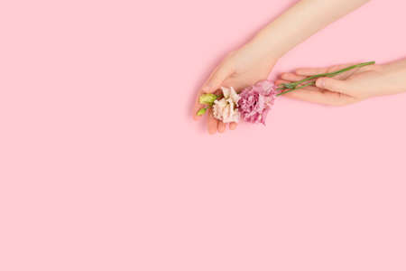 Female hands hold eustoma flower on a pink pastel background. Minimal purity composition with copyspace.の写真素材