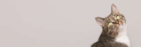 Banner with tabby cat looking up in front of gray background.の写真素材