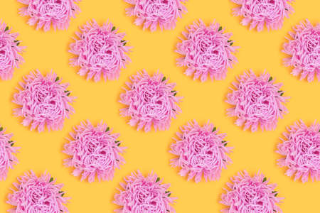 Aster flowers head on a yellow background. Springtime repetitive pattern.の写真素材