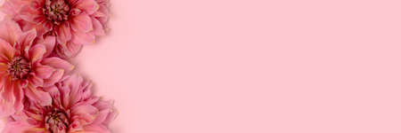 Banner with dahlia flower texture on a pink pastel background with copyspace. Springtime frame. Tenderness romantic concept.の写真素材