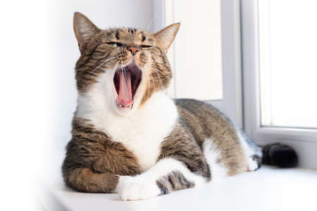 Gray shorthair domestic tabby cat lying on a white windowsill and yawns. Selective focus.の写真素材