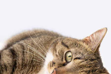 Gray shorthair domestic tabby cat lying in front of blue background. Place for text. Selective...