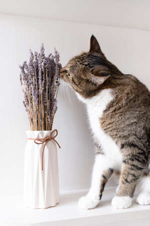 Gray shorthair domestic tabby cat sitting on a shelf and sniffs lavender flowers.の写真素材