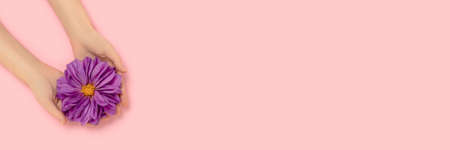 Banner with woman hands hold dahlia flower head on a pink pastel background. Minimalistic concept...