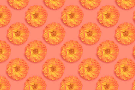 Repetitive pattern made of orange dahlia flowers head on a coral background. Springtime delicate composition.の写真素材