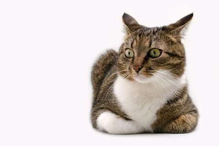 Surprised shorthair domestic tabby cat in front of gray background. selective focus.の写真素材