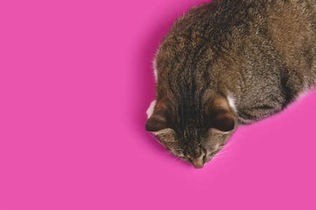 Gray shorthair domestic tabby cat sleeping on a magenta background with copy space.の写真素材