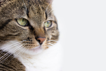 Portrait of gray shorthair domestic tabby cat in front of white background. Domestic animal. Selective focus.の写真素材