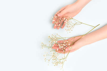 Female hands hold white gypsophila flower on a blue background. Gentle composition with copyspace.の写真素材