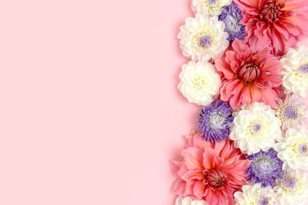 Colorful dahlia and aster flower texture on a pink pastel background with copyspace. springtime...