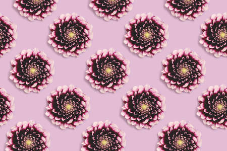 Dahlia flower head on a purple pastel background. springtime delicate concept. Minimal floral composition.の写真素材