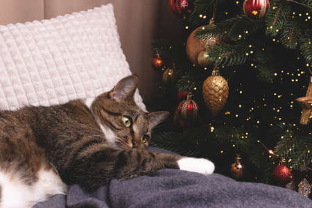 Shorthair domestic tabby cat lying on a gray blanket in front of decorated.の写真素材
