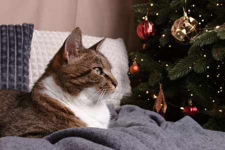 Shorthair domestic tabby cat lying on a gray blanket in front of decorated fir tree. Christmas cozy composition.の写真素材