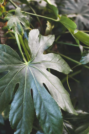 Aralia japonica green leaves texture. Natural tropical background. Selective focus.