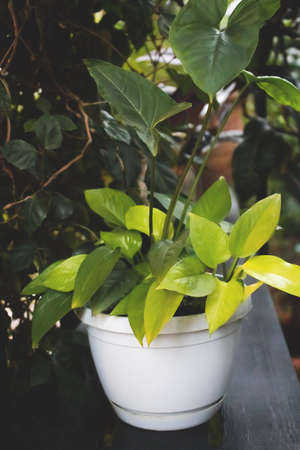 Epipremnum aureum in a white flowerpot. home garden concept. selective focus.