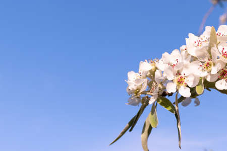 Branch of flowering pear tree with green leaves in front of blue sky. Springtime bloom garden with...