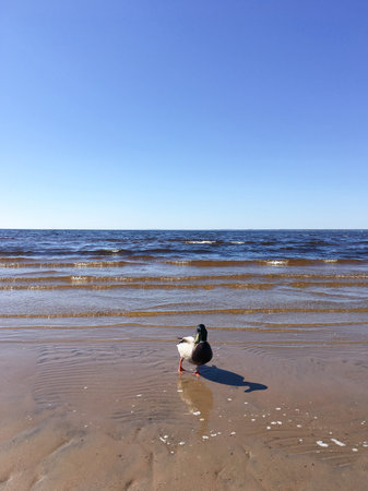 The duck stands against the backdrop of the sea on a sandy beach. Composition with place for text.の写真素材