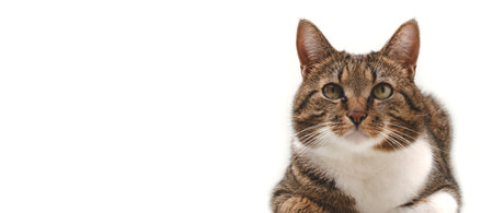 Banner with shorthair domestic tabby cat lying on a gray background. Place for text. selective focus.の写真素材