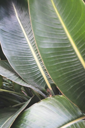 Strelitzia nicolai. green leaf texture. natural tropical background. selective focus.