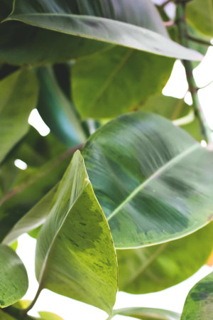 Close up of ficus elastica green leaves. Tropical conceptual background. selective focus.の写真素材