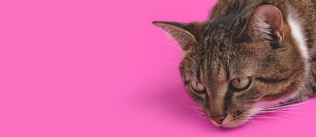 Banner with brown shorthair domestic tabby cat lying on a magenta background with place for text.の写真素材
