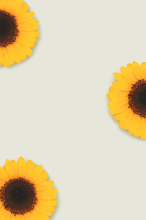 Sunflowers scattered on a blue background. Place for text.の写真素材