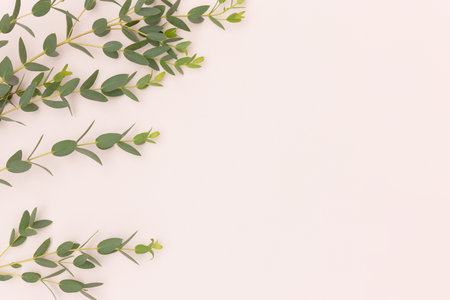 Eucalyptus branch on a beige background. Place for text.の写真素材