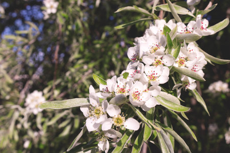Closeup of bloom pear tree with green leaves and white flowers. Springtime garden. Selective focus.の写真素材