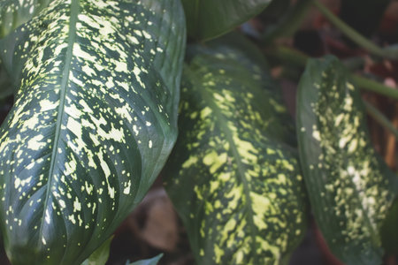Dieffenbachia green leaves closeup. summer background. selective focus.