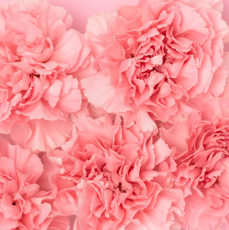 Pink carnation flowers texture. floral background. selective focus.