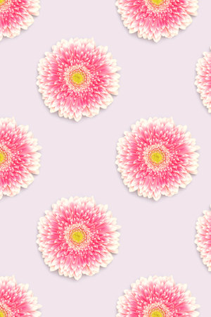 Pattern made of pink gerbera flower on a blue background.
