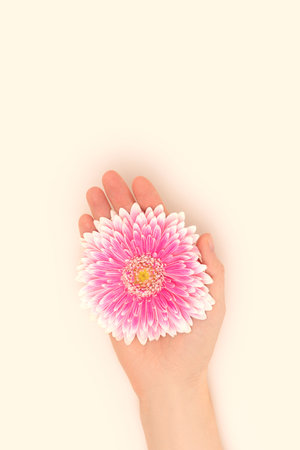 Hand hold pink gerbera flower on a beige background. Place for your design.の写真素材