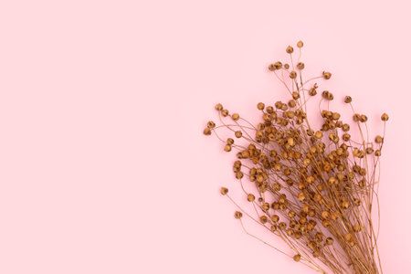 Bouquet of dry flax flowers on a pink background with copy space. selective focus.の写真素材