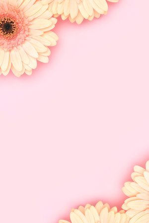 Frame made of beige gerbera flowers on a pink background. Festive composition.の写真素材