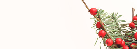 Banner with nobilis fir and winterberry branches in front of beige background. Holiday concept.の写真素材