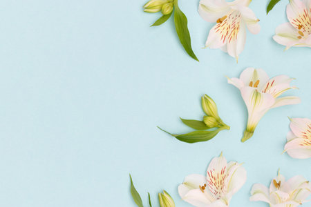 White alstroemeria flowers and green leaves scattered on a blue background. springtime composition.の写真素材