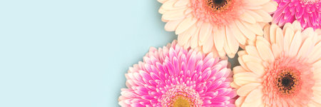 Banner with gerbera flowers on a blue background. Creative concept with copy space.の写真素材