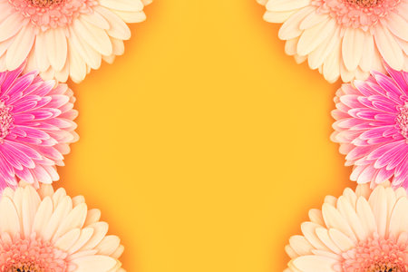 Border frame made of gerbera flowers on a yellow background.の写真素材