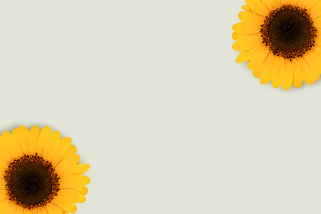 Sunflowers on a blue background. Creative layout.の写真素材