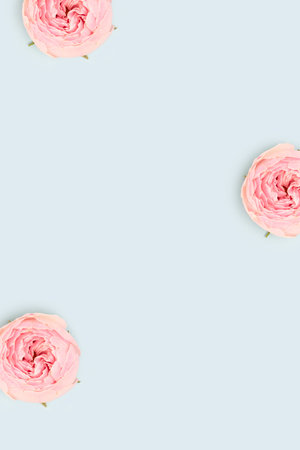 Pink rose flowers on a blue background. greeting card template.の写真素材