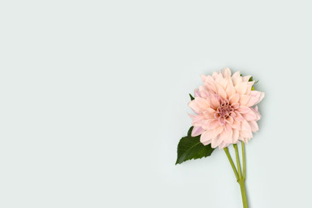 Blooming dahlia flower on a blue background. minimal concept.の写真素材